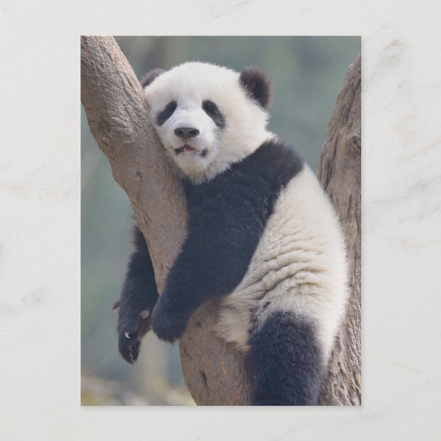 Postal Los animales bebés más lindos | Oso panda bebé dur (Anverso)