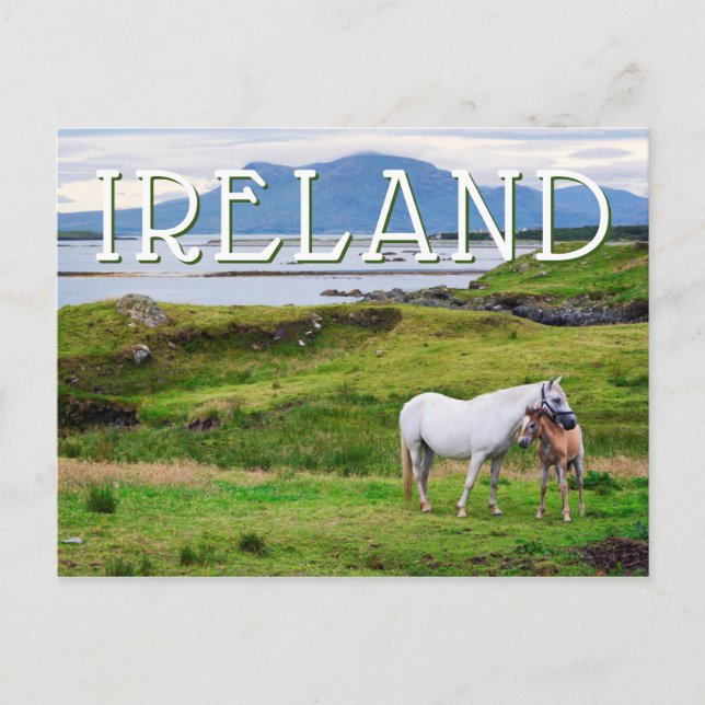 Postal Los caballos de Connemara | Galway, Irlanda (Anverso)