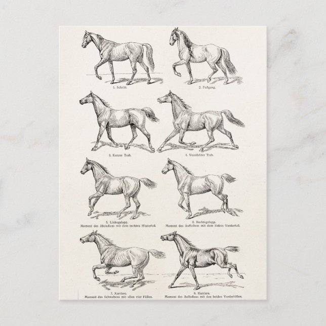 Postal Los caballos de Ilustracion de los años 1800 (Anverso)