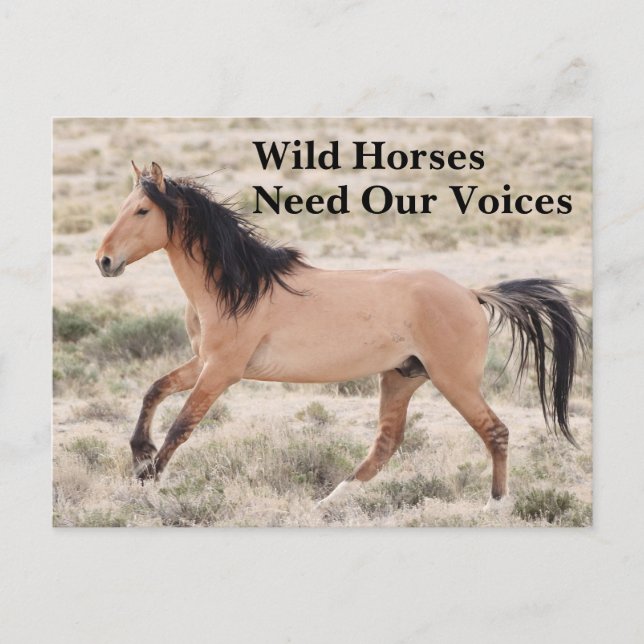 Postal Los caballos salvajes necesitan nuestras voces (Anverso)