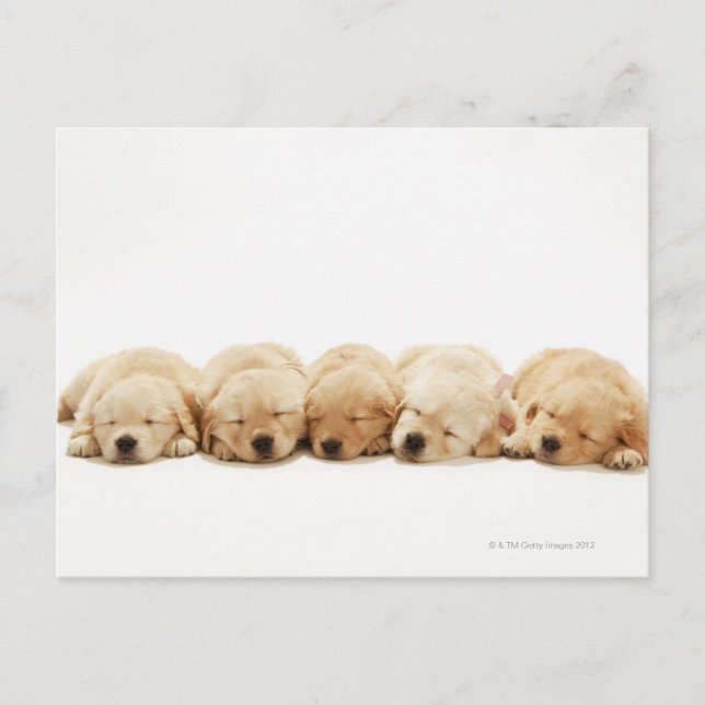 Postal Los cachorros del Golden Retriever (Anverso)