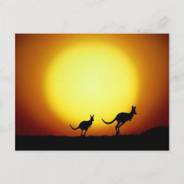 Postal Los canguros en el entorno australiano
