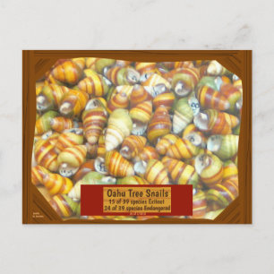 Postal Los caracoles famosos del árbol de Oahu van