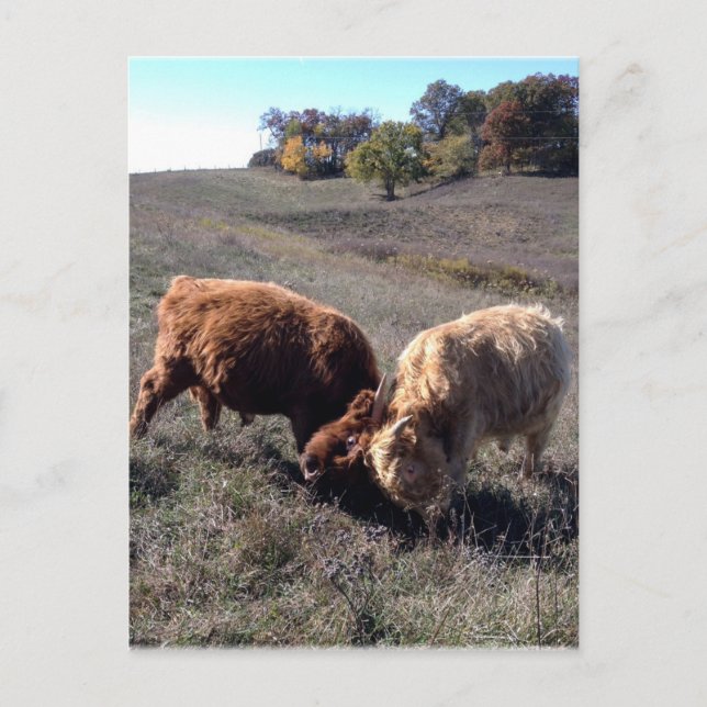 Postal Los chicos son chicos... (Anverso)