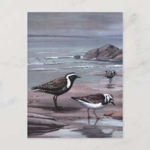 Postal Los chorlitos y los Turnstones de Weber