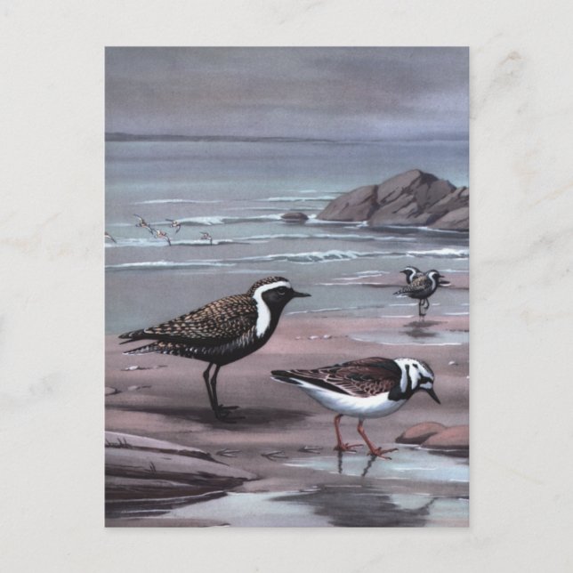 Postal Los chorlitos y los Turnstones de Weber (Anverso)