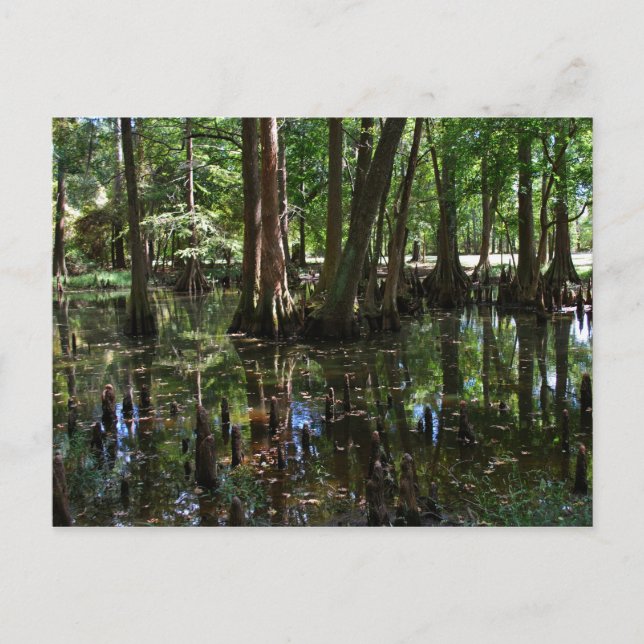 Postal Los ciprés 2 (Anverso)