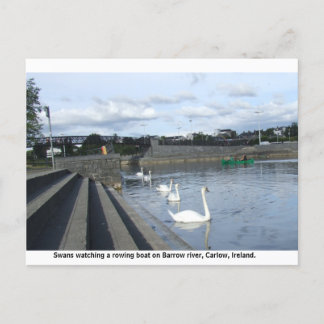 Postal Los cisnes miran un barco a través del río Barrow,