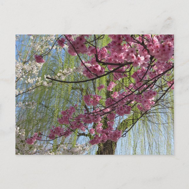 Postal Los colores de la primavera: Tokio (Anverso)