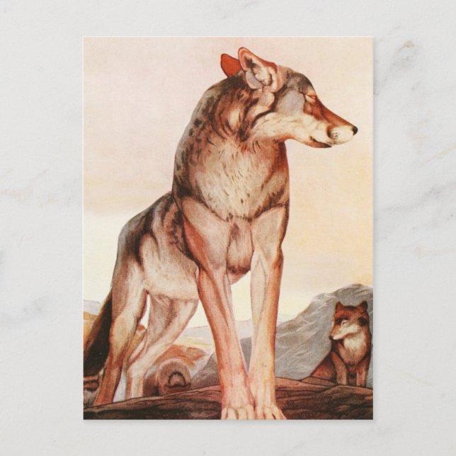 Postal Los Dos Libros De La Selva: Akela, el lobo solitar (Anverso)