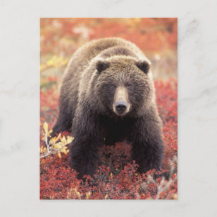 Postal Los E.E.U.U., Alaska, Denali NP, oso grizzly