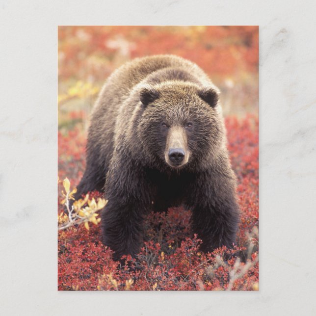 Postal Los E.E.U.U., Alaska, Denali NP, oso grizzly (Anverso)