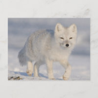 Los E.E.U.U., Alaska, llano costero 1002 del ANWR.