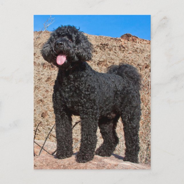 Postal Los E.E.U.U., California. Situación de Labradoodle (Anverso)