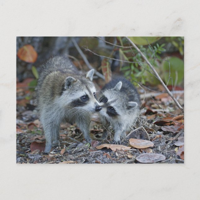 Postal Los E.E.U.U., la Florida, Sanibel, nacional (Anverso)