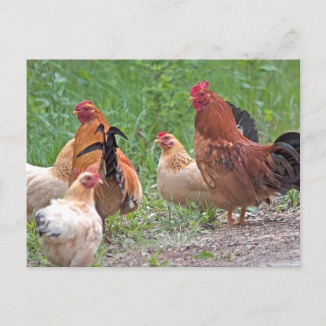Postal Los E.E.U.U., Nebraska. Pollos (Anverso)