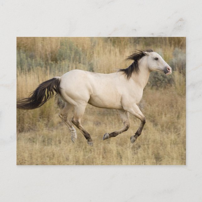 Postal Los E.E.U.U., Oregon, Seneca, rancho de Ponderosa. (Anverso)