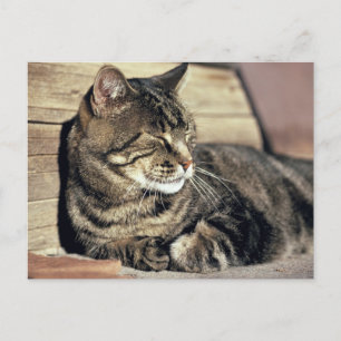 Postal Los E.E.U.U., Utah, filón NP del capitolio. Gato