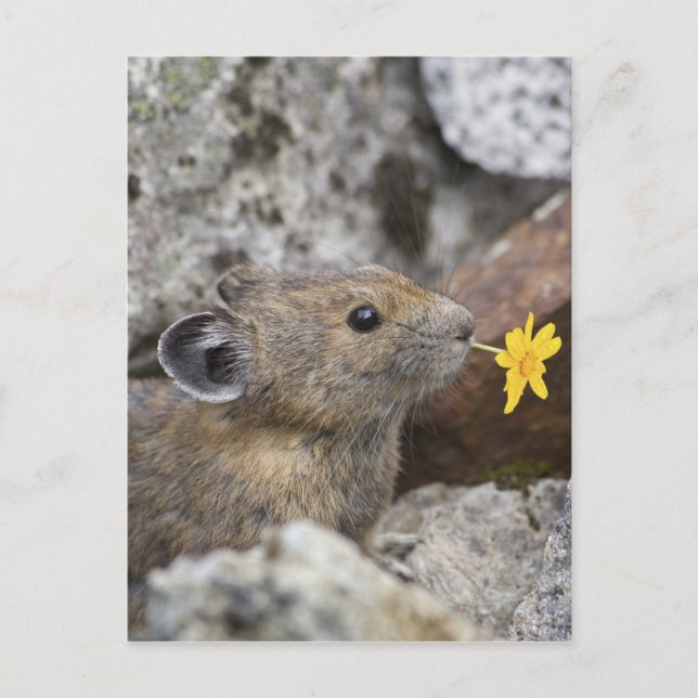 Postal Los E.E.U.U., Washington, parque nacional de las (Anverso)