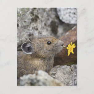 Postal Los E.E.U.U., Washington, parque nacional de las