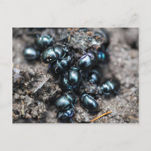 Postal Los escarabajos estiércol Anoplotrupes stercorosus