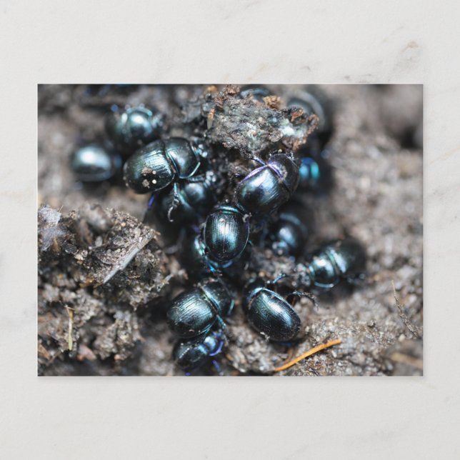 Postal Los escarabajos estiércol Anoplotrupes stercorosus (Anverso)