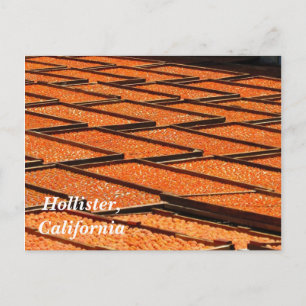 Postal Los famosos albaricoques de Hollister, California