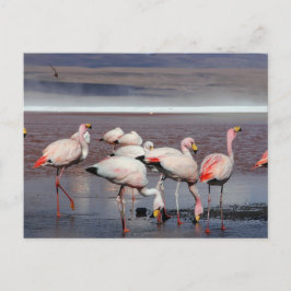 Postal Los flamencos de James