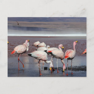 Postal Los flamencos de James