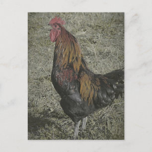 Postal Los gallos de gallos