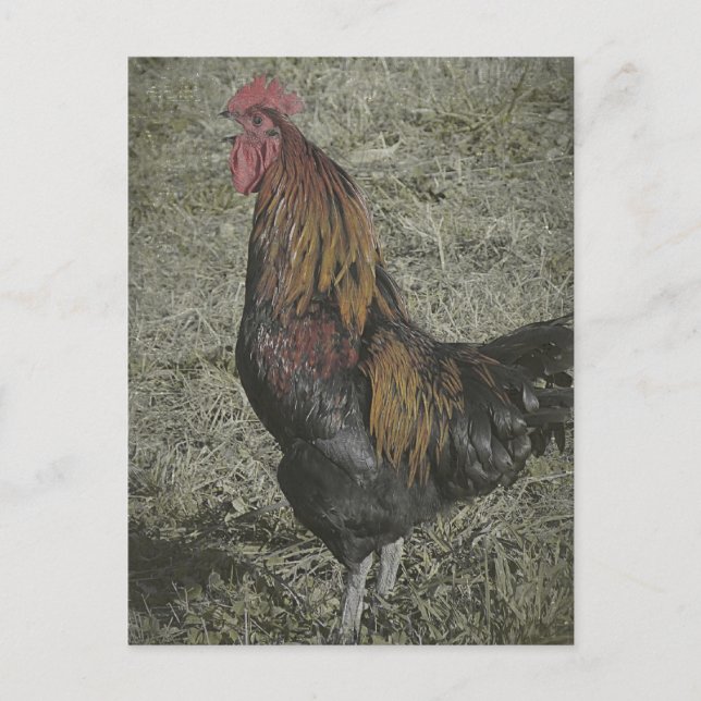 Postal Los gallos de gallos (Anverso)