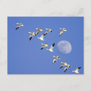 Postal Los gansos de nieve toman vuelo en el lago NWR
