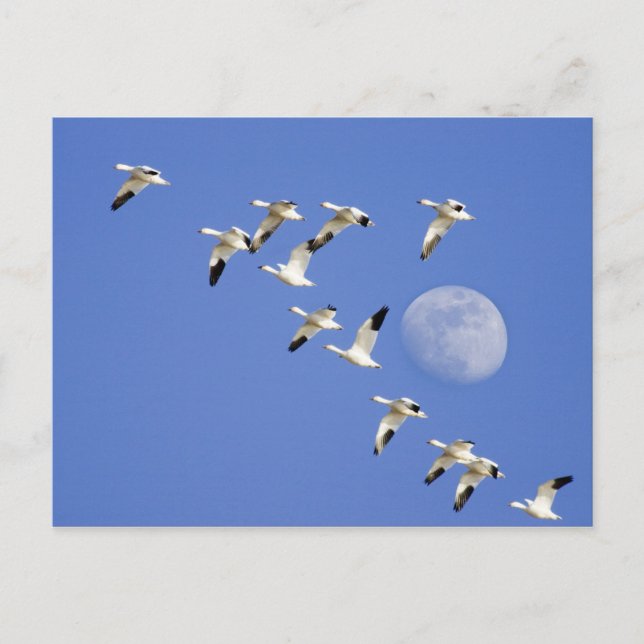 Postal Los gansos de nieve toman vuelo en el lago NWR (Anverso)