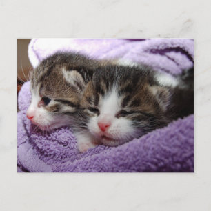 Postal Los gatitos suaves y suaves se mantienen calientes