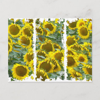 Postal ¡Los girasoles!