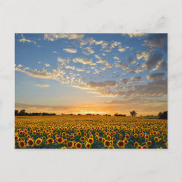 Postal Los girasoles al atardecer