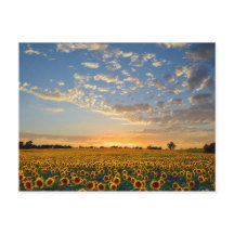 Los girasoles al atardecer