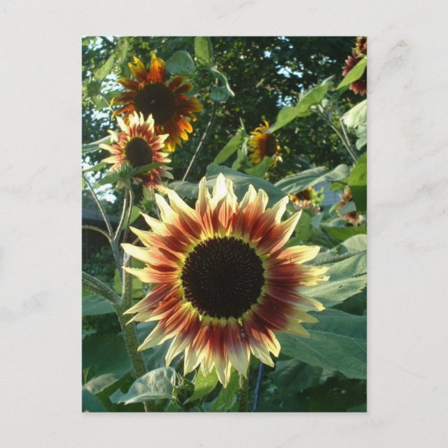 Postal Los girasoles en el sol (Anverso)