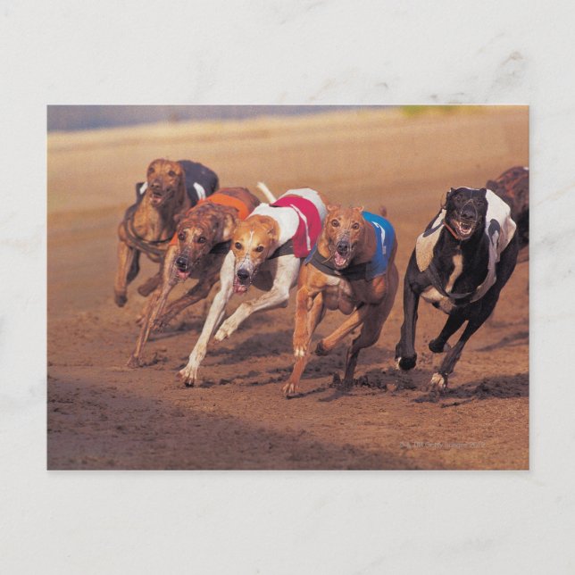 Postal Los Greyhounds en pista (Anverso)