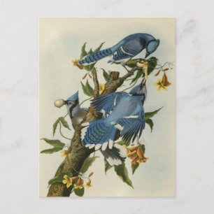 Postal Los grifos azules de Audubon