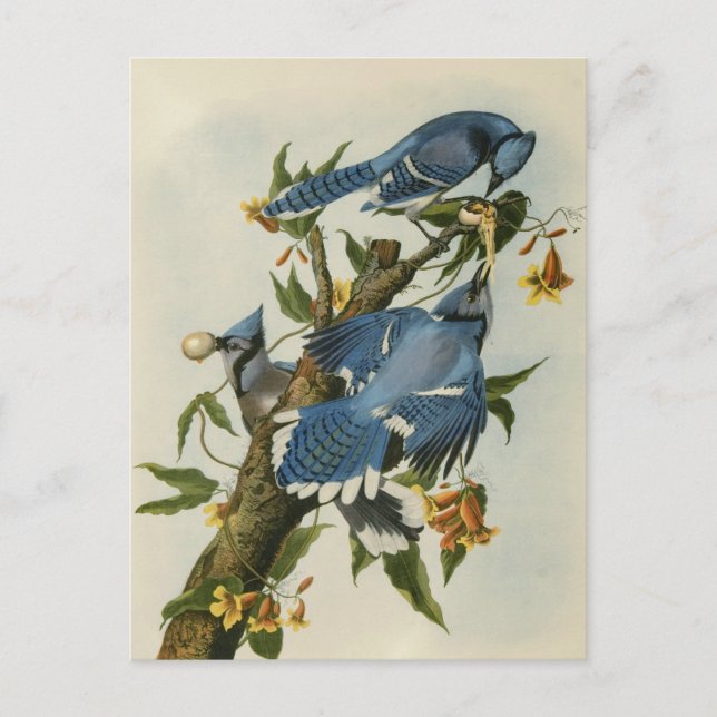 Postal Los grifos azules de Audubon (Anverso)