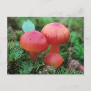 Postal Los hongos brillan en rojo en el suelo forestal