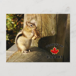 Postal Los hongos comen Chipmunk