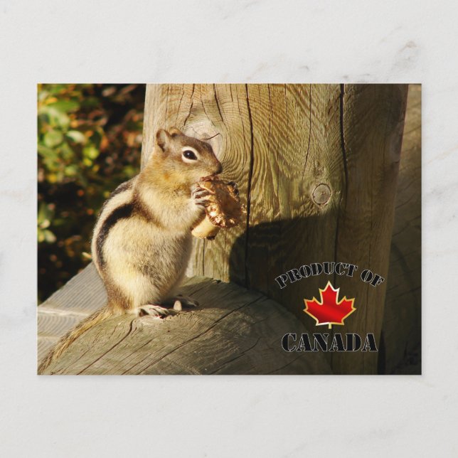 Postal Los hongos comen Chipmunk (Anverso)