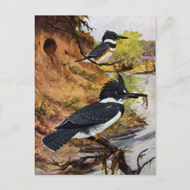 Postal Los Kingfishers cortados y su túnel de nido (Anverso)