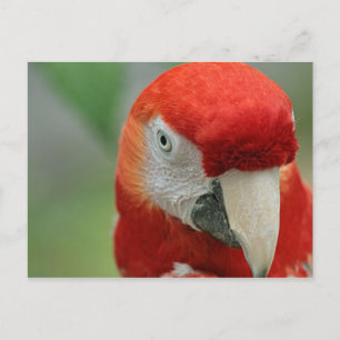 Postal Los loros del Caribe