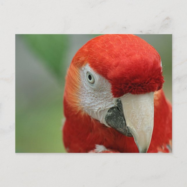 Postal Los loros del Caribe (Anverso)