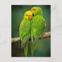 Los loros verdes adoran la fotografía de los pájar