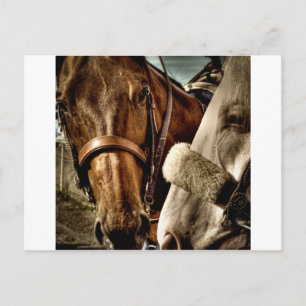 Postal Los mejores amigos