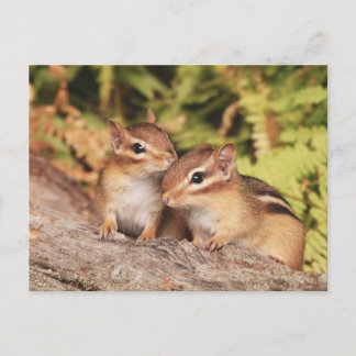 Postal Los mejores amigos, bebés, Chipmunks